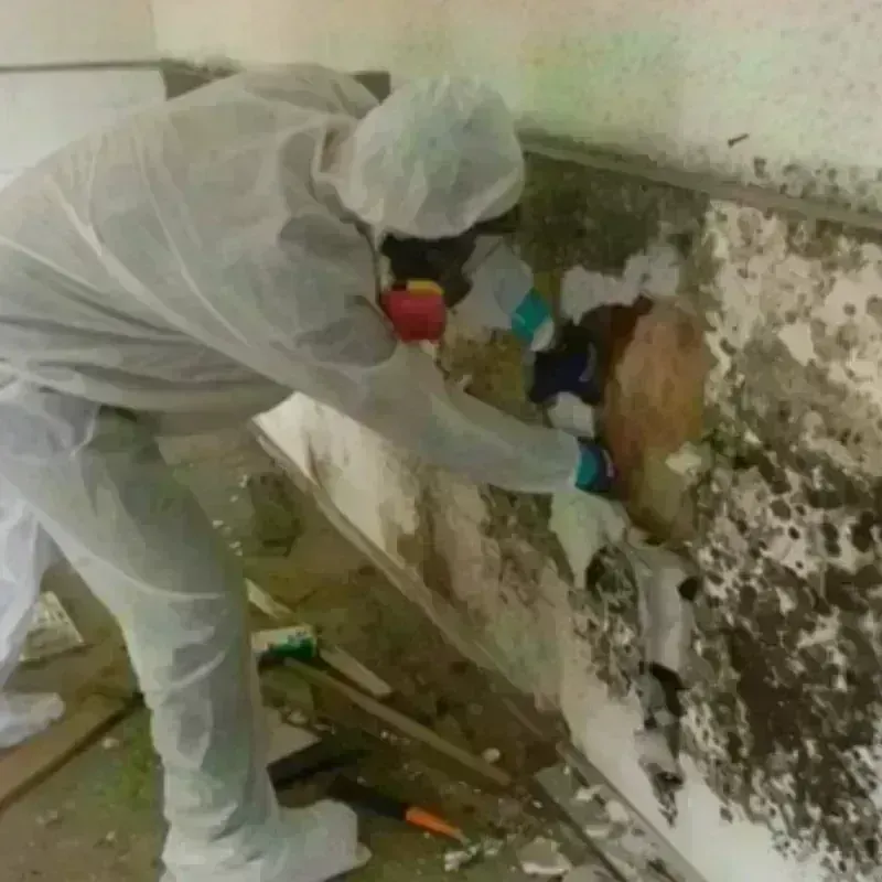 Mold Remediation and Removal in Seward, NE